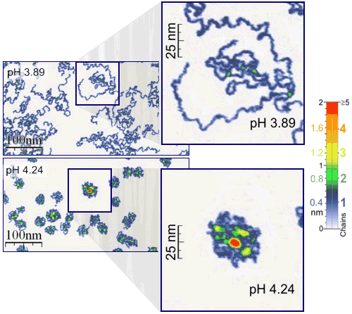 Single polymer molecules