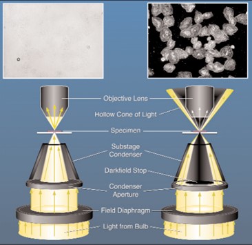 light microscopy
